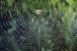 Spider Web Photography Stampe: Spider in the centre of its web