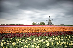 Windmill Photography Europe Stampe: Spring clouds over fields of multicolored tulips and windmill, Berkmeer, Koggenland
