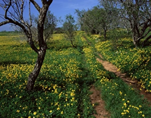 EU Travel Destinations Stampe: Spring flowers