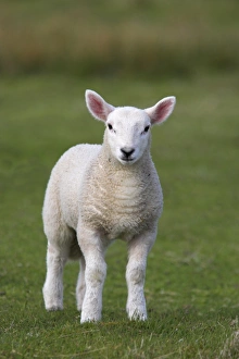 European Countryside Animals Stampe: Spring lamb