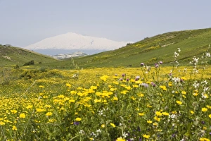 Sicily Nature Photography Stampe: Spring meadow
