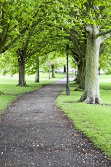 Spring In England Stampe: Spring trees on The Stray in spring