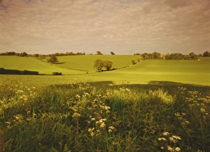 Rural England Scenery Stampe: Spring wheat fields near Codicote, Hertfordshire, England, UK, Europe
