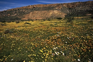 Outdoor Botany Images Stampe: Spring wildflowers