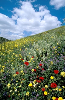 Israeli Landscape Photography Stampe: Springtime at Tel Shocha