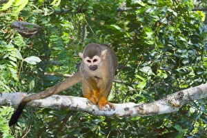 Brazilian Nature Scenes Stampe: Squirrel monkey (Saimiri sciureus), Amazon state, Brazil, South America