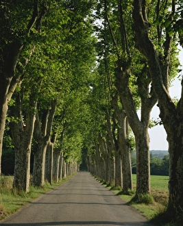 Rural France Scenery Stampe: Straight, empty, tree lined road, Normandy, France, Europe