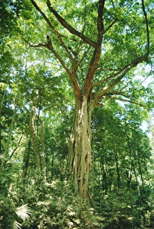 Australian Native Trees Stampe: Strangular Fig Tree in rainforest, Cape Tribulation National Park, Queensland, Australia