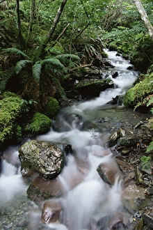 New Zealand Rainforest Stampe: Stream through rainforest