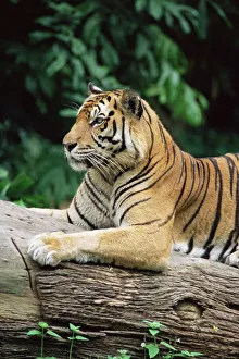Stampe di Leoni del Sumatra Panthera tigris sumatrae pesano fino a 120 kg e sono presenti nel giardino zoologico di Singapore a Singapore nelle regioni dell'Asia meridionale Singapore Stampe: Tigre della Sumatra