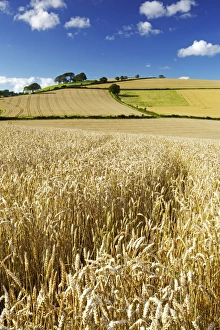 Peaceful English Countryside Stampe: Summer Fields, Thorverton, Devon, England, United Kingdom, Europe
