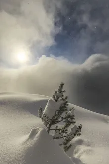 Valtellina Landscape Stampe: The sun illuminates small pine tree during a snowfall, Valmalenco, Valtellina, Lombardy