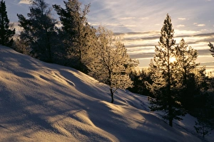 Contemporary European Landscapes Stampe: Sun through trees