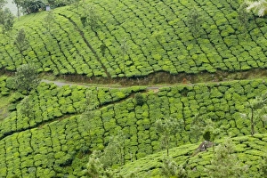 Immagini del 9 luglio 2008: Giardini di tè, Devikulam, Munnar, Kerala e l'India in Asia