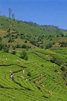 Tea Plantation Scenery Stampe: Tea pickers at work