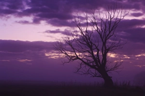 South Island Nature Scene Stampe: Tree, Alexandra