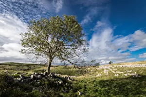 England Countryside View Stampe: Tree and limestone pavement above Malham, Yorkshire Dales, Yorkshire, England, United