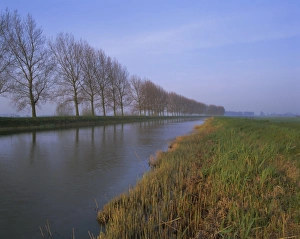 Dutch Waterways Stampe: Tree-lined canal