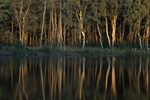 European Nature Views Stampe: Tree reflection