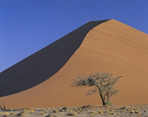 Desert Tree Silhouette Stampe: Tree and sand dune
