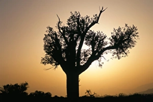 Omani Landscape Photography Stampe: Tree silhouette