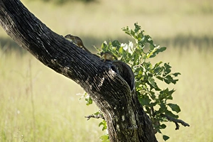 Horizontal Animal Photography Stampe: Tree squirrel (Paraxerus cepapi), South Luangwa National Park, Zambia, Africa