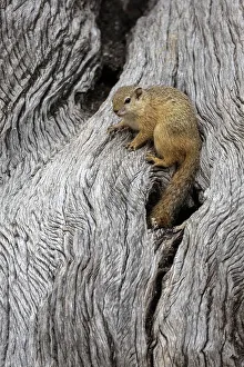 Mashatu Game Reserve Stampe: Tree squirrel (Paraxerus cepapi), Mashatu Game Reserve, Botswana, Africa