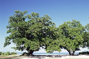 West Coast Scenery Stampe: Trees, Anse Union
