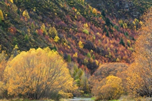 South Island Scenic View Stampe: Trees, Arrowtown
