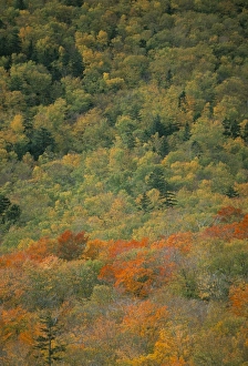 New England Autumn Colors Stampe: Trees in autumn (fall)