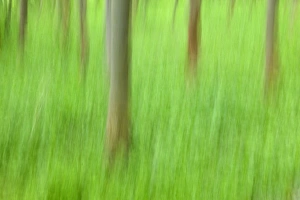 Alberi Boschi