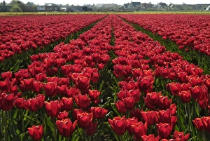 Tulip Fields Holland Stampe: Tulip bulb fields