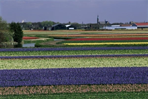 Tulip Fields Holland Stampe: Tulip fields