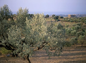 Agrigento Sicily Stampe: The Valley of the Temples