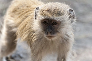 Immagini Correlate Stampe: Scimmia vervo (Cercopithecus aethiops), Parco Nazionale di Chobe, Botswana, in Africa