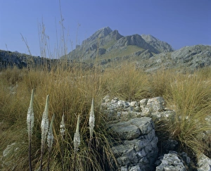 European Island Scenery Stampe: View to Puigmayor