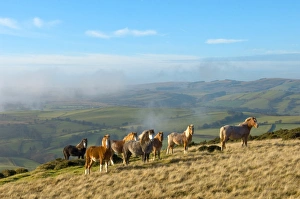 Uk Rural Scenery Stampe: Welsh ponies, Eppynt, Cambrian Mountains, Powys, Wales, United Kingdom, Europe