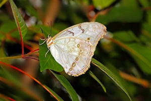 White Butterfly Species Stampe: White Morpho (Morpho polyphemus)
