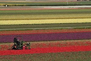 European Flower Fields Stampe: Working in the tulip rows in the bulb fields