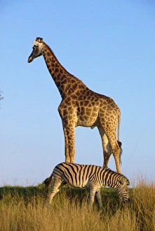 Africa Travel Destination Stampe: Zebra and giraffe