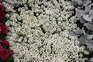 Commercial Use Images Stampe: Alysium