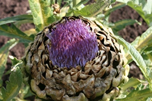 Artichoke Close Up Stampe: Artichoke