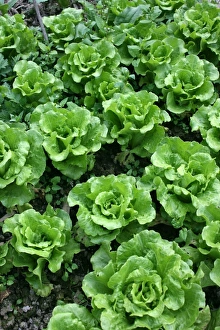 Fresh Produce Display Stampe: Bed of lettuce
