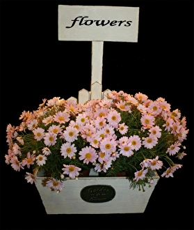 Spring Floral Arrangements Stampe: Box of daisies