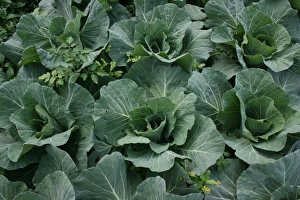 Brassica Oleracea Varieties Stampe: Cabbage