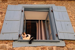 Gatto nella finestra