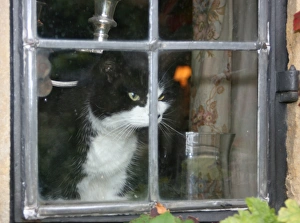 Domestic Cat Picture Stampe: Cat in the window
