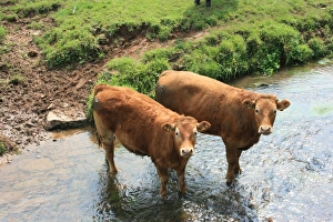 Animal Photography UK Stampe: Cows in Devon field, UK