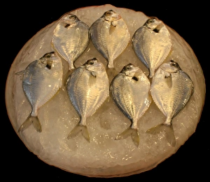 Freshwater Fish Pictures Stampe: Fish on ice