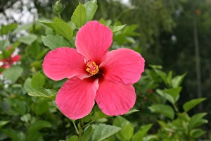 Vibrant Flowers Stampe: Hibiscus